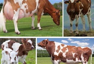 Description and characteristics of the Ayrshire breed of cows, the pros and cons of cattle and care