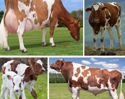 Περιγραφή και χαρακτηριστικά της φυλής αγελάδων του Ayrshire, τα πλεονεκτήματα και τα μειονεκτήματα των βοοειδών και της φροντίδας