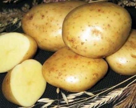 Bulvių veislės „Gulliver“ aprašymas, auginimo ypatybės ir derlius