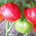 Đặc điểm và mô tả của giống cà chua Don Juan