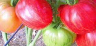 Pomidorų veislės Don Juan charakteristikos ir aprašymas