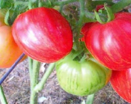 Charakteristiky a opis odrody paradajok Don Juan