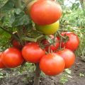 Charakteristika a popis odrůdy rajčat Kemerovets