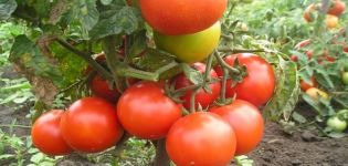 Charakteristiky a opis odrody paradajok Kemerovets