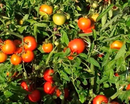 Egenskaper och beskrivning av Liang-tomatsorten, dess utbyte