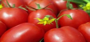 Opis a charakteristika odrody paradajok Medová smotana