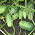 Description of the variety of cucumbers True friends, features of cultivation and care