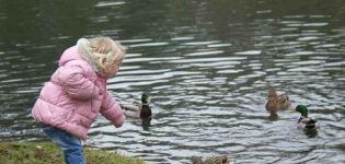 What is the best way to feed wild ducks on the pond and what is not included in the diet of birds
