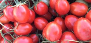 Beschreibung der Tomatensorte 6 Punto 7 und ihrer Eigenschaften