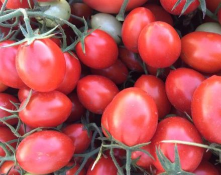 Pomidorų veislės 6 Punto 7 aprašymas ir jo savybės
