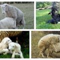 Charakteristika puberty ovcí a páření, metody inseminace