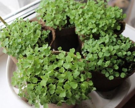 Cómo cultivar rúcula a partir de semillas en invierno en casa en un alféizar, plantación y cuidado