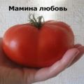 Opis odrody paradajok Mama láska, jej vlastnosti a produktivita