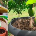 Како можете узгајати манго из камена на отвореном пољу иу стакленику код куће, посебно при садњи и нези