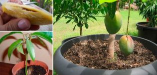 ¿Cómo se puede cultivar un mango a partir de una piedra en campo abierto y en un invernadero en casa, especialmente al plantarlo y cuidarlo?