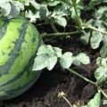 Пољопривредна технологија узгоја лубеница на отвореном пољу иу пластенику у Сибиру, садња и брига