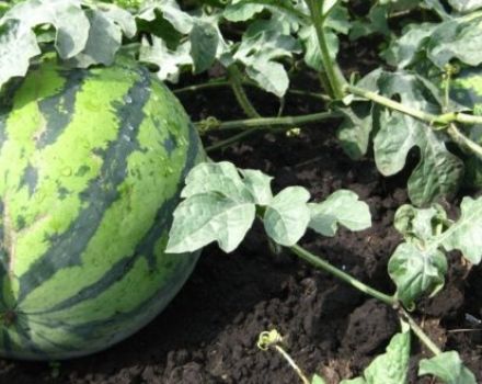 Landbouwtechnologie voor het kweken van watermeloenen in het open veld en in een kas in Siberië, aanplant en verzorging
