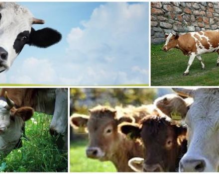 Typer av kor och hur man väljer rätt djur, topp 5 huvudkriterier