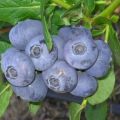 Description and characteristics of the blueberry variety River, planting and care rules