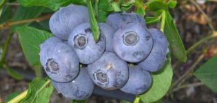 Beskrivning och egenskaper för blåbärsorten Flod, plantering och vårdregler