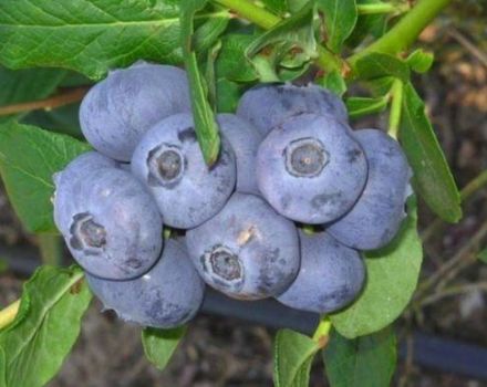 Beskrivning och egenskaper för blåbärsorten Flod, plantering och vårdregler