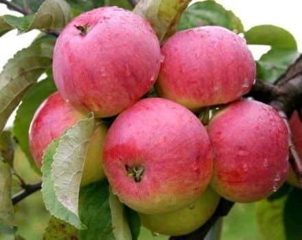 Опис и карактеристике сорте јабука Боровинка, историја врста и одгајивачке особине