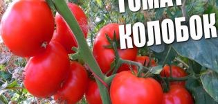 Descrizione della varietà di pomodoro Kolobok, sue caratteristiche e resa