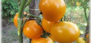 Opis rajčiaka Dieta zdravá výživa, kultivácia a úroda odrody