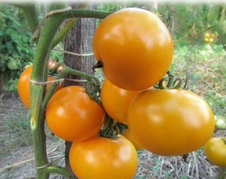 Popis rajčete Dieta zdravý člověk, pěstování a výnos odrůdy