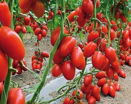 Beskrivning av tomatsorten Sked av öde och växande regler