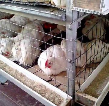 Како направити ДИИ водич за одређивање величине пилећих кокоша