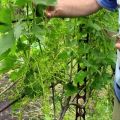 Πώς να καλλιεργήσετε σωστά τα σταφύλια στο ανοιχτό πεδίο της μεσαίας λωρίδας και συμβουλές για φύτευση και φροντίδα για αρχάριους