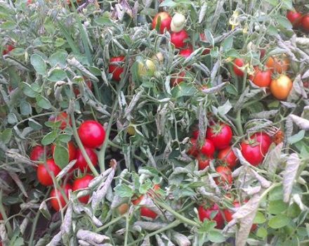 Description of tomato variety Tmag 666 f1, characteristics and methods of cultivation