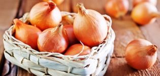 Šetano svogūnų veislės aprašymas, auginimo ir priežiūros ypatybės
