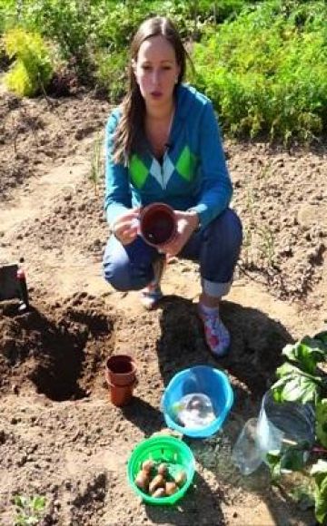 Cuándo y cómo plantar correctamente tulipanes en cestas para bulbos con sus propias manos.