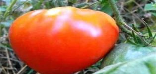 Egenskaper och beskrivning av tomatsorten Tsar Bell