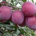 Popis odrůdy třešňových švestek Stan, výsadba a ošetřování, opylovače a prořezávání