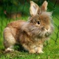 Descripción y características de la raza de conejo con cabeza de león, reglas de cuidado.