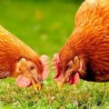 Hisex ruda ir balta viščiukų veislės aprašymas ir savybės, priežiūros taisyklės