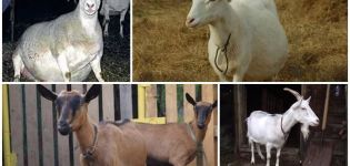Causes et symptômes de l'endométrite chez les chèvres, méthodes de traitement et prévention