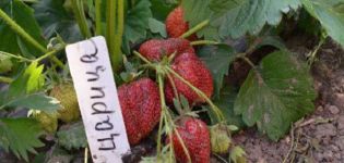 Opis a charakteristika odrody jahody Tsaritsa, pestovanie a starostlivosť