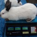 Hvor meget vejer en kanin i gennemsnit og en tabel med indikatorer efter måned, kødudbytte?