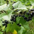 Beskrivning av svarta vinbärsorter Vitryska söt, plantering och vård
