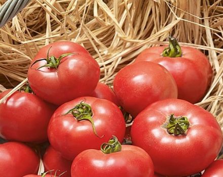 Opis odrody paradajky Erofeich ružovej, vlastnosti kultivácie a starostlivosti
