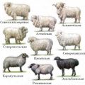 Charakteristiky a vlastnosti oviec z jemnej vlny, plemien TOP 6 a úžitkovosti vlny