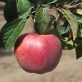 Beskrivning och egenskaper för äppleträdsorten Gala och dess sorter, funktioner för odling och vård