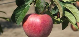Description and characteristics of the Gala apple tree variety and its varieties, features of cultivation and care