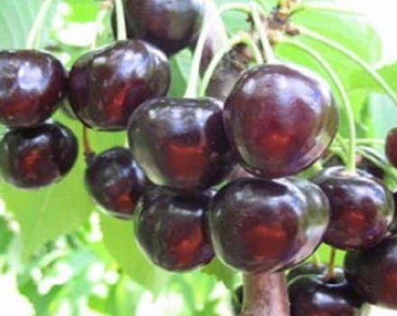 Descrizione e caratteristiche della varietà, coltivazione e cura della ciliegia nera di Leningradskaya