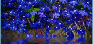 Description of perennial lobelia varieties, planting and care in the open field