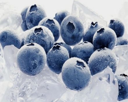 Hur man fryser blåbär till vintern hemma i kylen